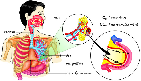 นักกอล์ฟหายใจอย่างไร……ขณะตีกอล์ฟ  │Smile Insure