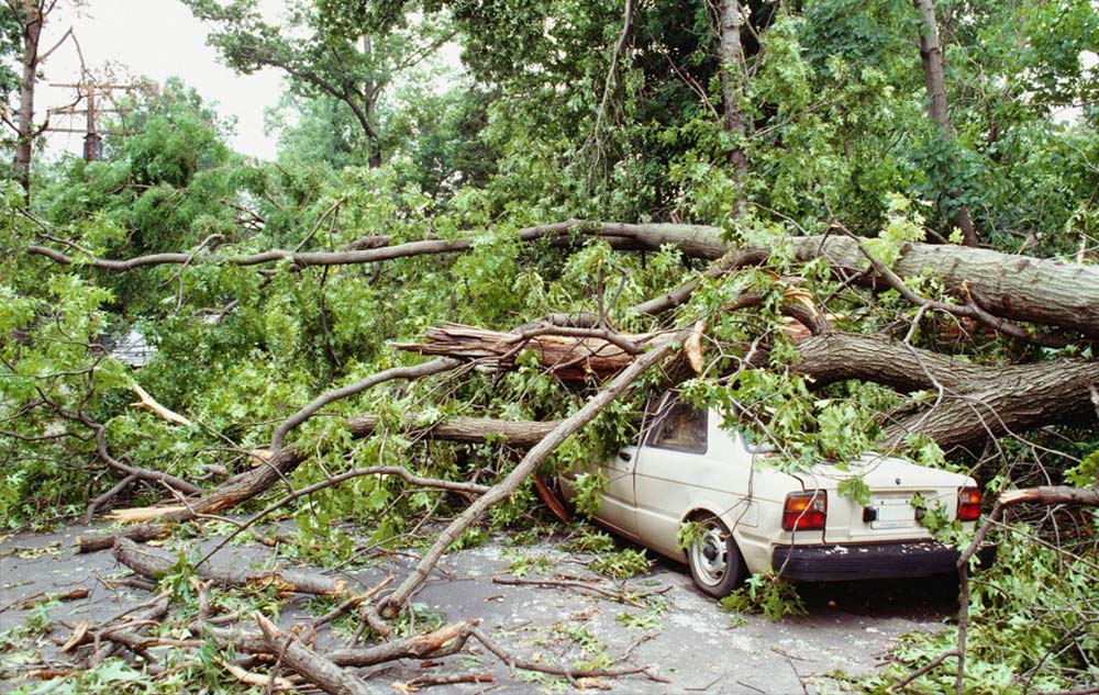 พายุเข้า ต้นไม้ล้มใส่รถ ประกันรับผิดชอบไหม │Smile Insure