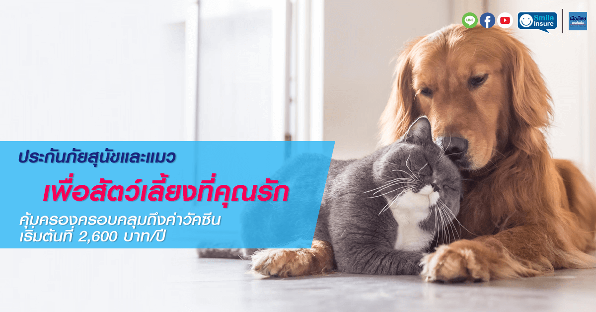 ประกันภัยสัตว์เลี้ยง เมืองไทย Cats & Dogs | Smile Insure